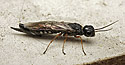 Xiphydria prolongata - main link