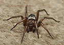 Scotophaeus scutulatus - main link