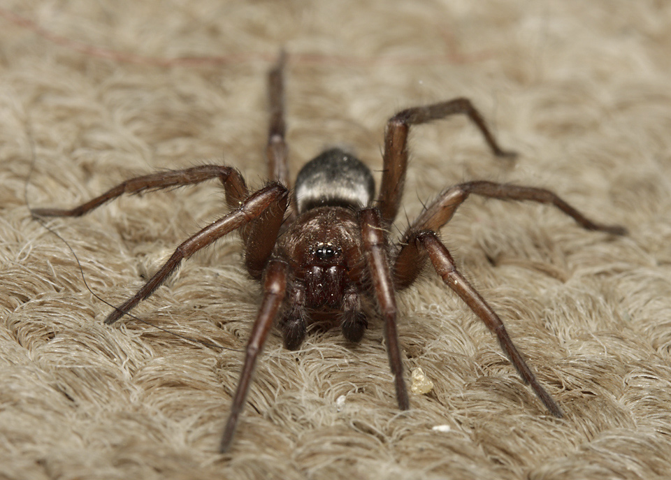 Scotophaeus scutulatus - larger format