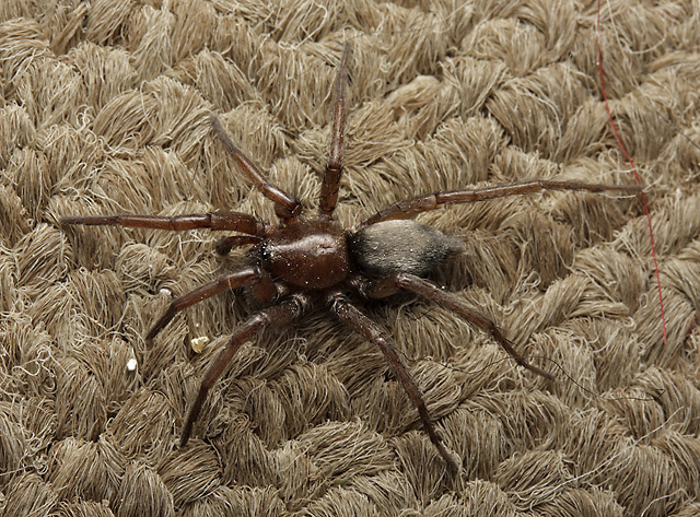 Scotophaeus scutulatus - smaller format