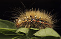 Caterpillar of the Knot Grass - main link