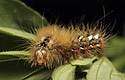 Caterpillar of the Knot Grass - main link