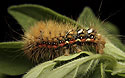 Caterpillar of the Knot Grass - main link