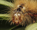 Caterpillar of the Knot Grass - main link
