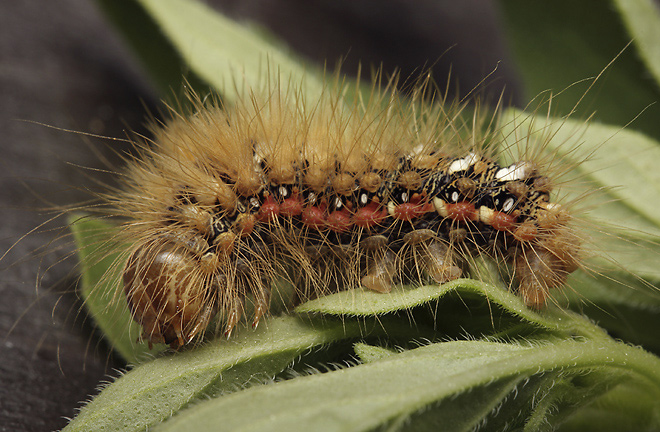 Caterpillar of the Knot Grass - smaller format