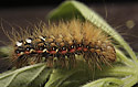 Caterpillar of the Knot Grass - main link