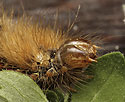 Caterpillar of the Knot Grass - main link