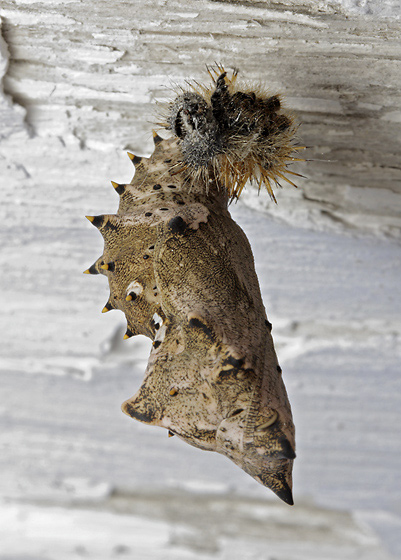 Pupa - smaller format