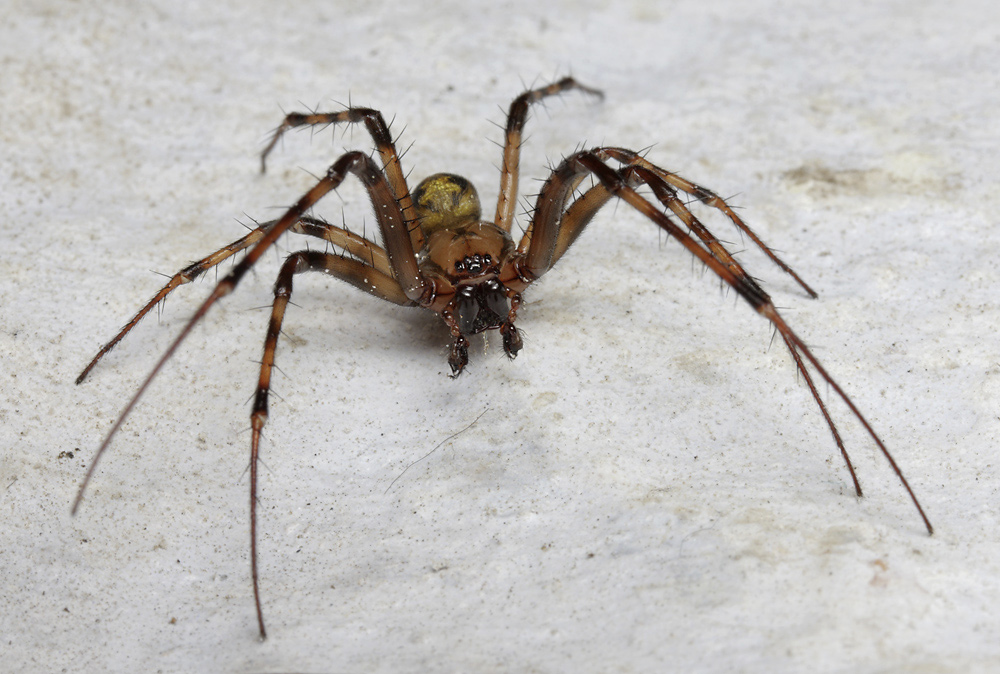 Spider - larger format