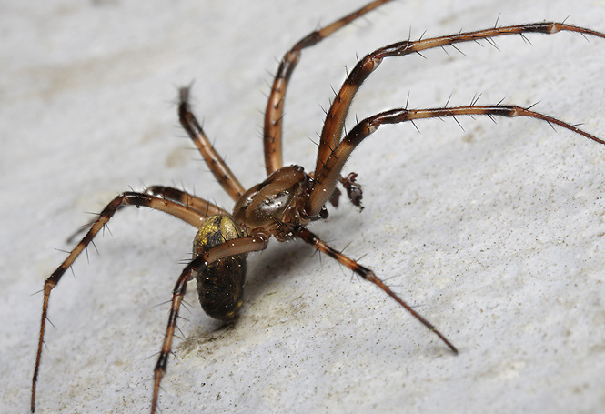 Spider - smaller format
