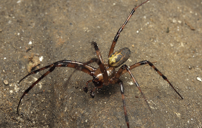 Spider - smaller format