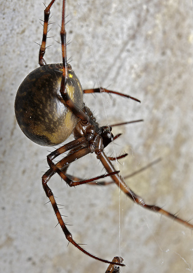Female spider - smaller format