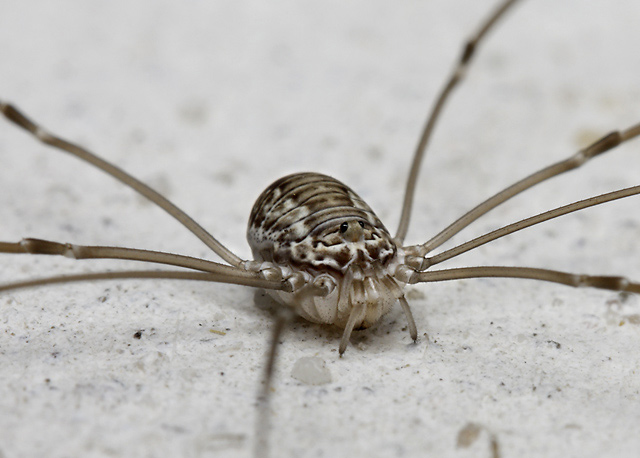 Harvestman - smaller format
