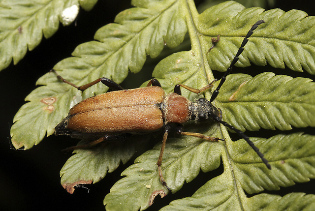 Leptura rubra - smaller format