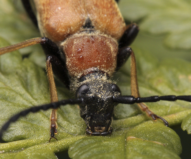 Leptura rubra - smaller format