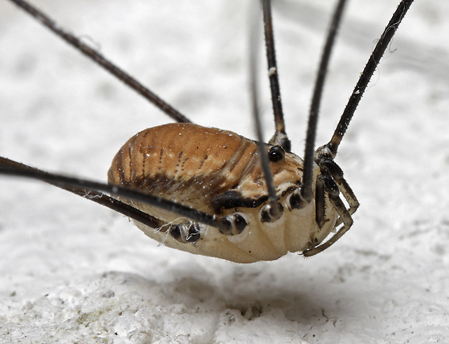 Harvestman - smaller format
