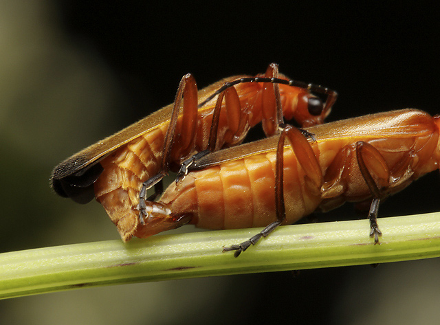 Rhagonycha fulva - smaller format