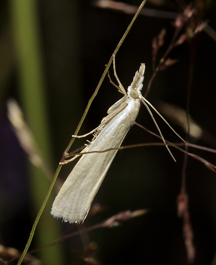 Crambus perlella - larger format