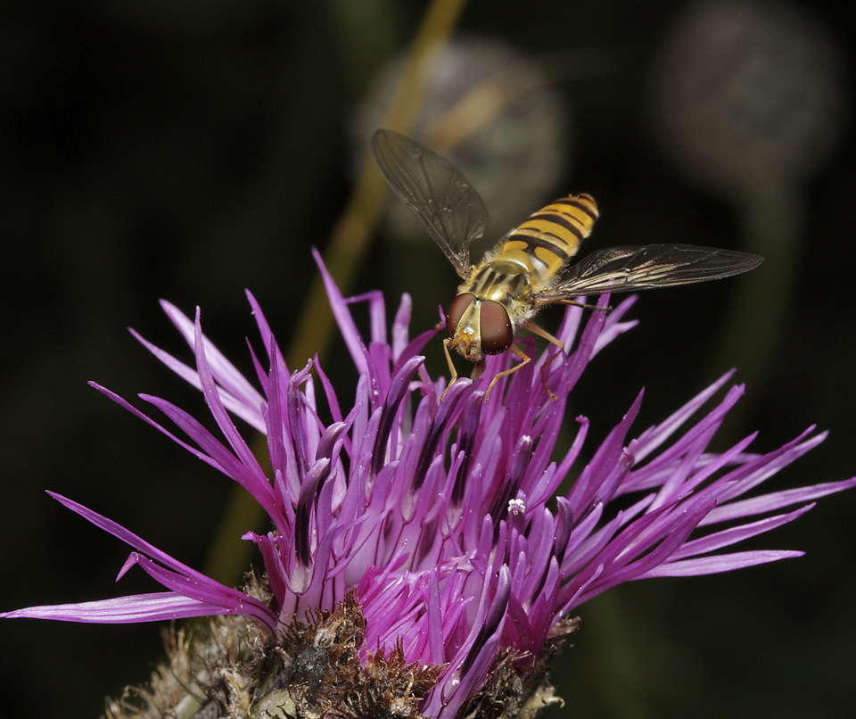 Hover fly - larger format