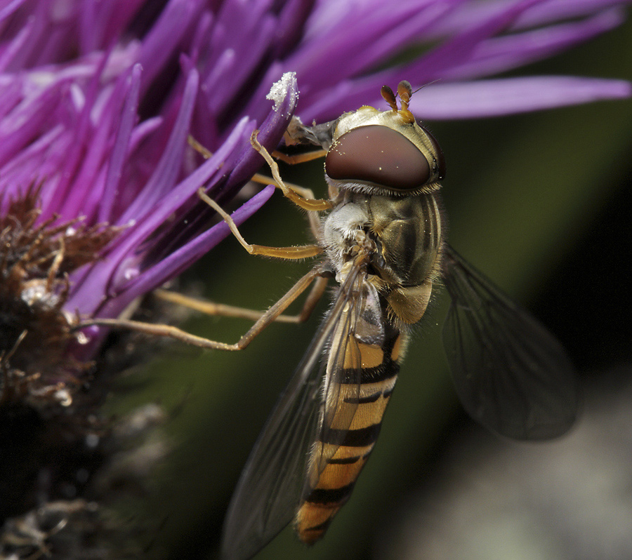 Hover fly - larger format