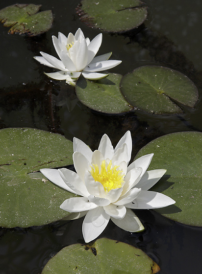 Water lily - smaller format