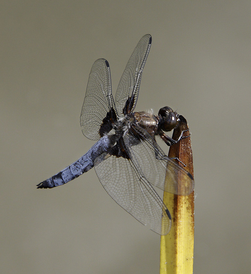 Broad-bodied Chaser - smaller format