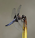 Broad-bodied Chaser - main link