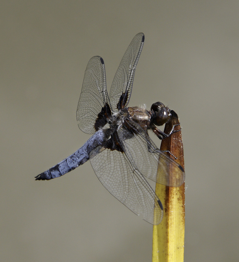 Broad-bodied Chaser - larger format