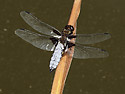 Broad-bodied Chaser - main link