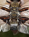 Broad-bodied Chaser - main link