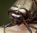 Broad-bodied Chaser - main link