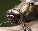 Broad-bodied Chaser - main link