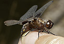 Broad-bodied Chaser - main link