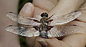 Broad-bodied Chaser - main link