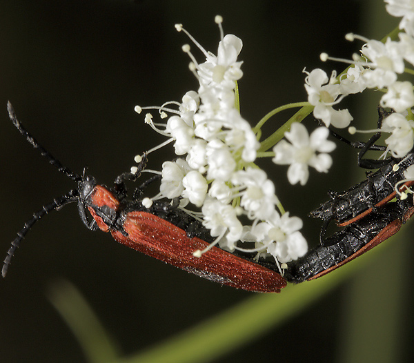 Lygistopterus sanguineus - men formt