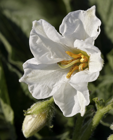 Potato flower - smaller format