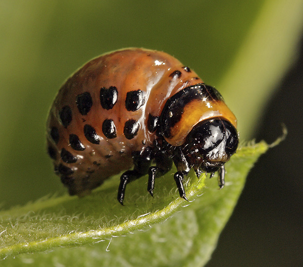 Larva mandelinky bramborov - men formt