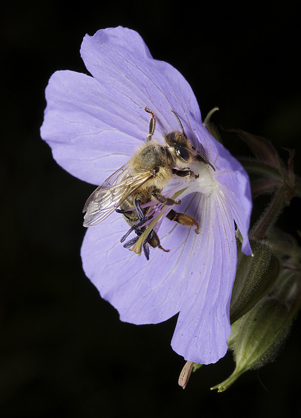 Bee on the Meadow Geranium - larger format