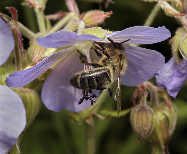 Bee on the Meadow Geranium - smaller format
