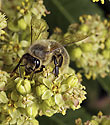 Včela na škumpě - hlavní odkaz
