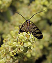 Scorpion fly - main link