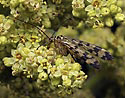Scorpion fly - main link