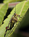 Scorpion fly - main link