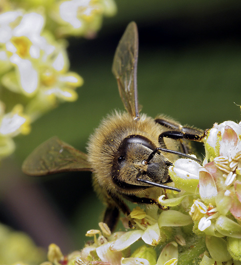 Včela na škumpě - menší formát