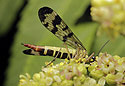 Scorpion fly - main link