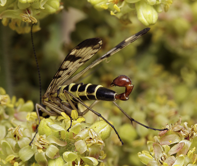 Scorpion fly - smaller format