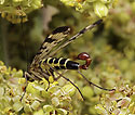 Scorpion fly - main link