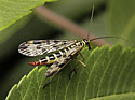 Scorpion fly - main link