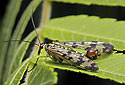 Scorpion fly - main link