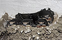 Swallows - main link